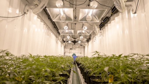 What to Consider Before Building a Cannabis Cultivation Facility